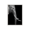 Foto poster olifant dieren in lijst 50x70cm Unika 0017 Verkoop