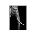 Fotodruk olifant dieren poster lijst 50x70cm Unika 0017 Verkoop