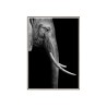 Foto poster olifant dieren in lijst 50x70cm Unika 0017 Verkoop