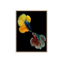 Fotoprint kleurrijke vissen schilderij in lijst 30x40 cm Unika 0021 Verkoop
