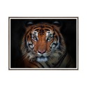 Print foto poster dier tijger lijst 30x40cm Unika 0027 Verkoop