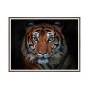 Fotoposter dieren tijger in lijst 30x40 cm Unika 0027 Verkoop