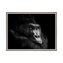Print foto gorilla fotolijst dieren 30x40cm Unika 0026 Verkoop