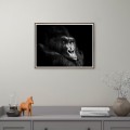 Gorilla foto afdruk dieren schilderij ingelijst 30x40 cm Unika 0026 Aanbieding