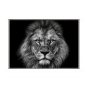 Fotoprint Zwart-Wit Leeuw met Lijst 70x100cm Unika 0028 Verkoop