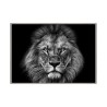 Fotoprint Zwart-Wit Leeuw met Lijst 70x100cm Unika 0028 Verkoop