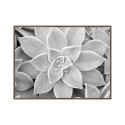 Zwart-wit fotoprint vetplant met lijst 30x40cm Unika 0056 Verkoop