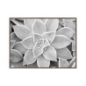 Zwart-wit fotoprint vetplant met lijst 30x40cm Unika 0056 Verkoop