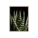 Fotoprint poster aloe bladeren met lijst 30x40cm Unika 0060 Verkoop