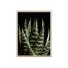 Fotoprint poster aloe bladeren met lijst 30x40cm Unika 0060 Verkoop