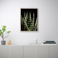 Fotoprint poster aloe bladeren met lijst 30x40cm Unika 0060 Aanbieding