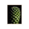 Fotoprint plant cactus bloem in lijst 30x40 cm Unika 0061 Verkoop