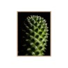 Print fotolijst plant bloem cactus 30x40cm Unika 0061 Verkoop