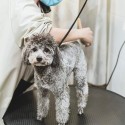 Tafel voor Grooming en Trimming van Honden, draaibaar, Ø 60 cm - Pug