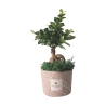 Bomboniere bonsai ficus ginseng in versierde pot Paola Rolando Simone Aanbod