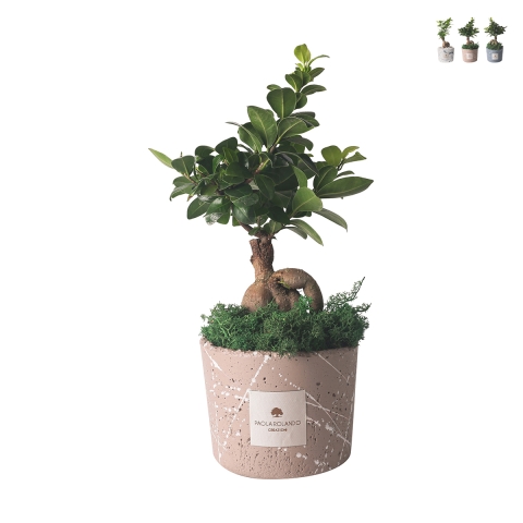Bomboniere bonsai ficus ginseng in versierde pot Paola Rolando Simone Aanbieding