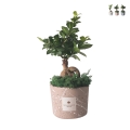 Bomboniere bonsai ficus ginseng in versierde pot Paola Rolando Simone Aanbieding
