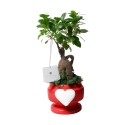 Bombonnière met echte bonsai ficus plant in versierde pot met hartvorm Eden Aanbod