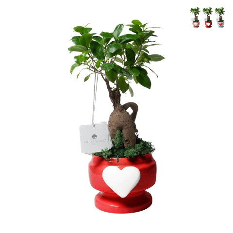 Bombonnière met echte bonsai ficus plant in versierde pot met hartvorm Eden Aanbieding