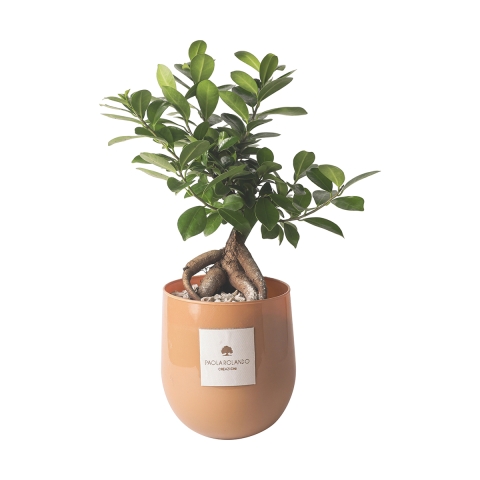 Echte bonsai ficus ginseng in glazen pot Paola Rolando Hope Aanbieding