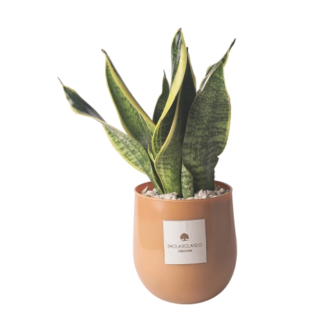 Sansevieria plant in glazen vaas voor binnen Paola Rolando Hope Aanbieding