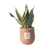 Sansevieria plant in glazen vaas voor binnen Paola Rolando Hope Aanbieding