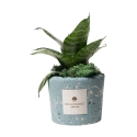 Sansevieria nana in blauw, decoratief gemarmerde pot Paola Rolando Simone Aanbieding