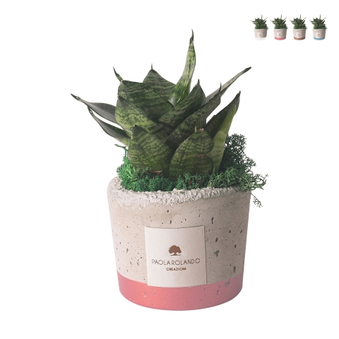 Sansevieria nana in decoratieve industriële cementen pot als bomboniere Aanbieding