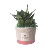 Sansevieria nana in decoratieve industriële cementen pot als bomboniere Aanbod