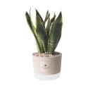 Bomboniera Paola Rolando sansevieria in decoratieve cement pot Industrieel Aanbod