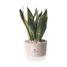 Bomboniera Paola Rolando sansevieria in decoratieve cement pot Industrieel Aanbod