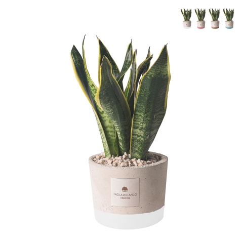 Bomboniera Paola Rolando sansevieria in decoratieve cement pot Industrieel Aanbieding