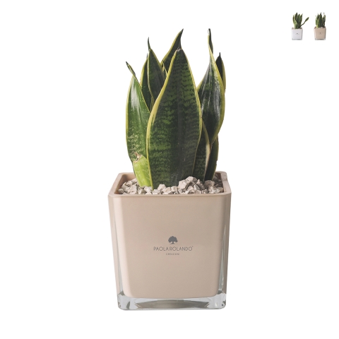 Bomboniere Sansevieria Nana in Glazen Kubusvaas Sogno Aanbieding