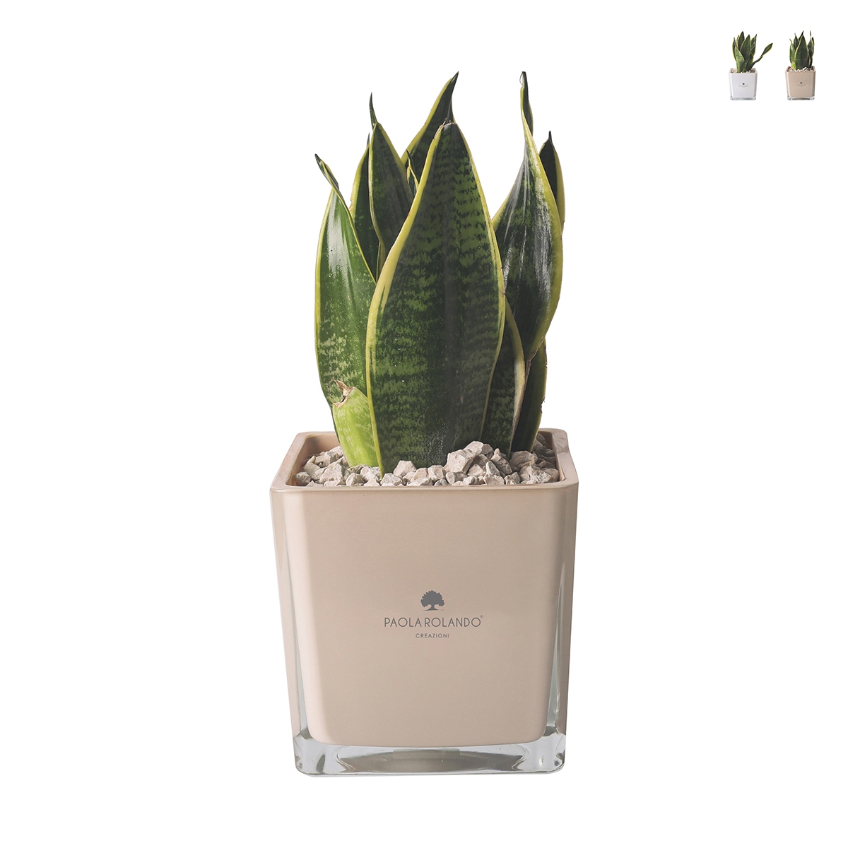 Bomboniere Sansevieria Nana in Glazen Kubusvaas Sogno Aanbieding