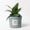 Sansevieria nana in blauw, decoratief gemarmerde pot Paola Rolando Simone Verkoop