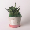 Sansevieria nana in decoratieve industriële cementen pot als bomboniere Verkoop