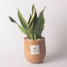 Sansevieria plant in glazen vaas voor binnen Paola Rolando Hope Verkoop