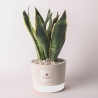 Bomboniera Paola Rolando sansevieria in decoratieve cement pot Industrieel Verkoop