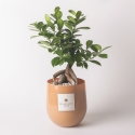 Echte bonsai ficus ginseng in glazen pot Paola Rolando Hope Verkoop
