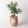 Echte bonsai ficus ginseng in glazen pot Paola Rolando Hope Verkoop