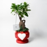 Bombonnière met echte bonsai ficus plant in versierde pot met hartvorm Eden Verkoop