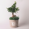 Bomboniere bonsai ficus ginseng in versierde pot Paola Rolando Simone Verkoop