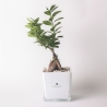 Bonsai ficus ginseng in glazen kubusvaas Paola Rolando Sogno Verkoop