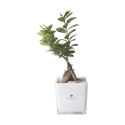 Bonsai ficus ginseng in glazen kubusvaas Paola Rolando Sogno Aanbod