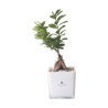 Bonsai ficus ginseng in glazen kubusvaas Paola Rolando Sogno Aanbod