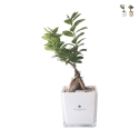 Bonsai ficus ginseng in glazen kubusvaas Paola Rolando Sogno Aanbieding
