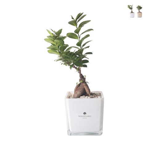 Bonsai ficus ginseng in glazen kubusvaas Paola Rolando Sogno Aanbieding