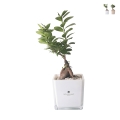 Bonsai ficus ginseng in glazen kubusvaas Paola Rolando Sogno Aanbieding