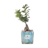 Ficus ginseng bonsai voor binnen in gedecoreerde glazen pot Clio Square Aanbod