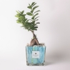 Ficus ginseng bonsai voor binnen in gedecoreerde glazen pot Clio Square Verkoop